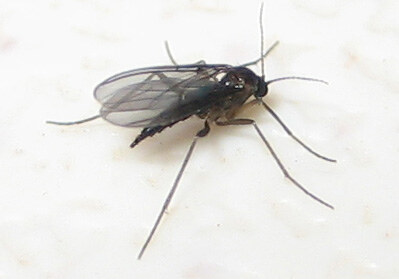 ABC Gnat