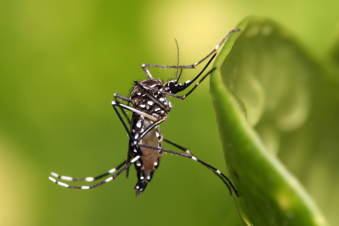 ABC Mosquito